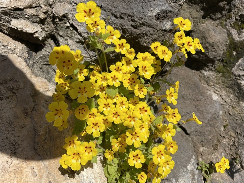 Kaweah Monkeyflower photo 4