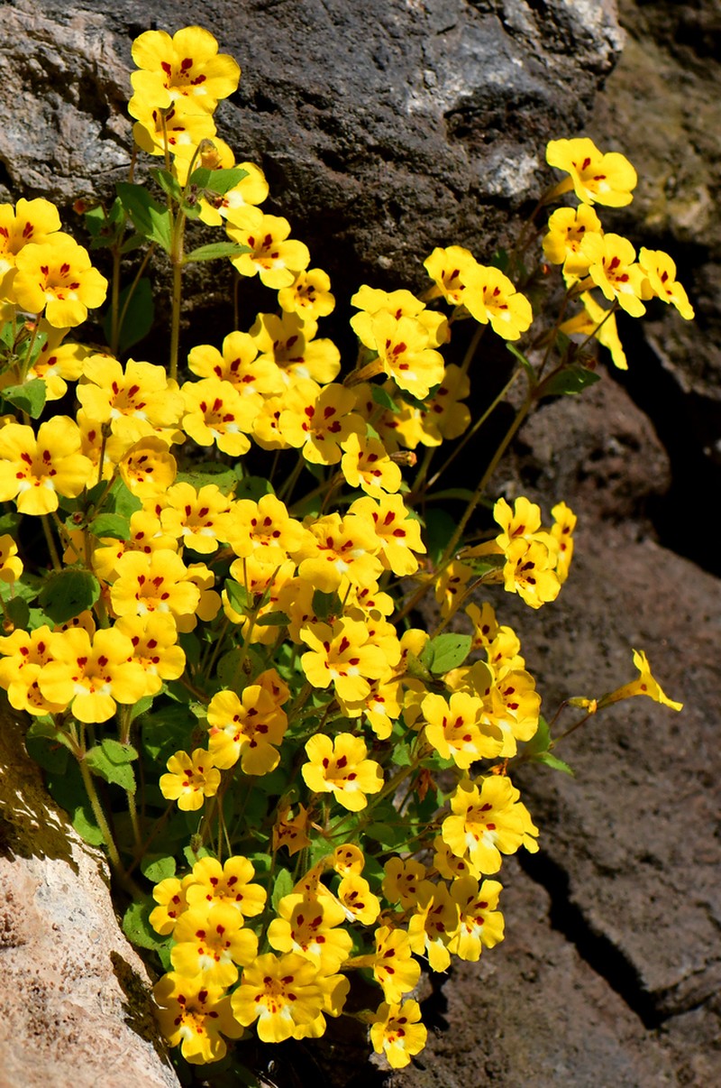 Kaweah Monkeyflower photo 5