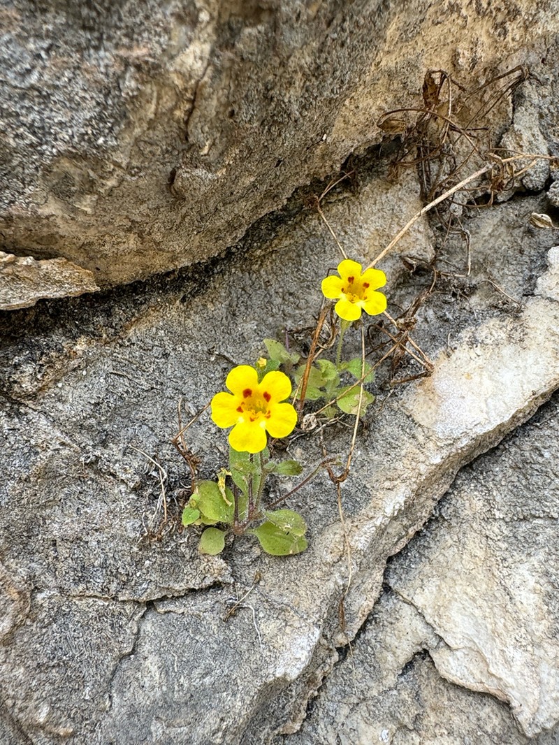 Kaweah Monkeyflower photo 6