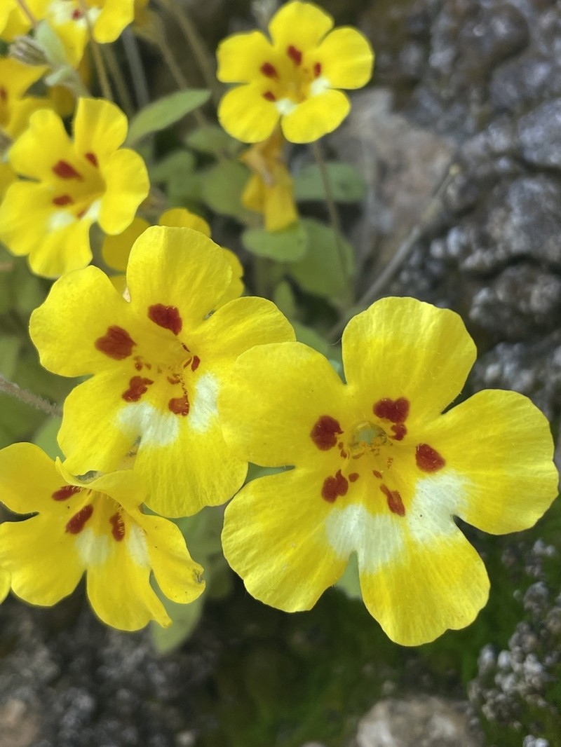 Kaweah Monkeyflower photo 7