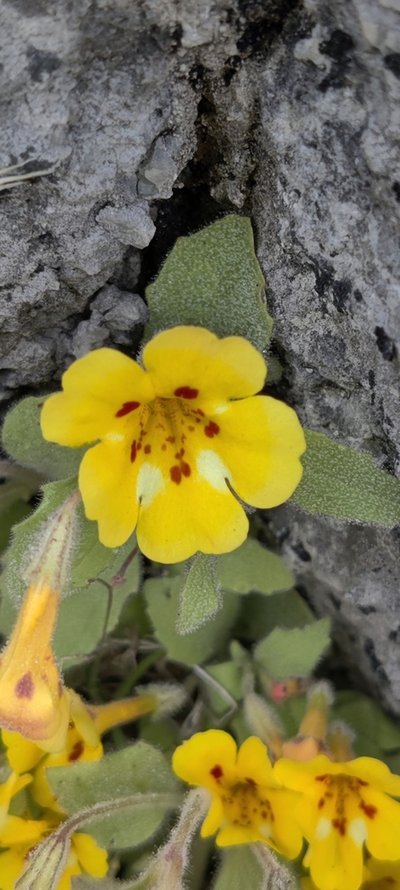 Kaweah Monkeyflower photo 8