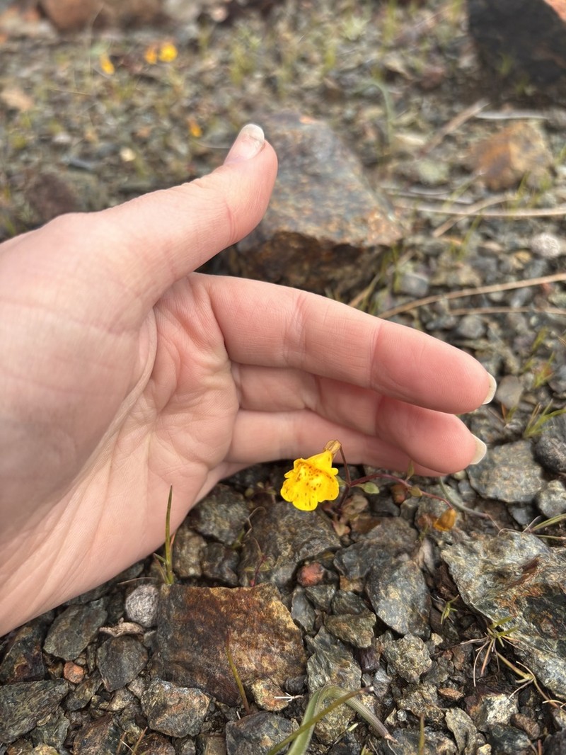 Bare Monkeyflower