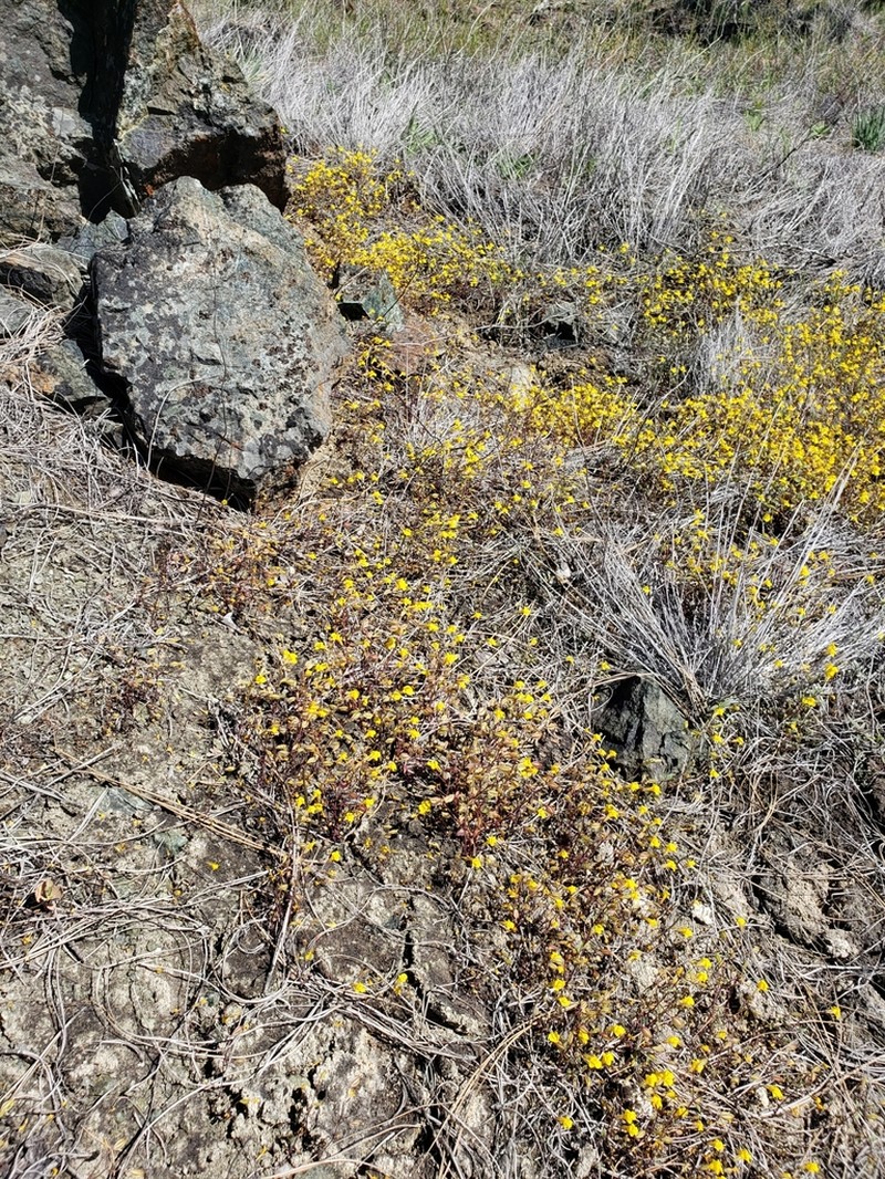 Bare Monkeyflower photo 2