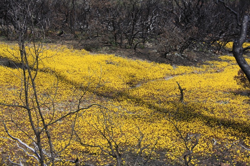 Bare Monkeyflower photo 3