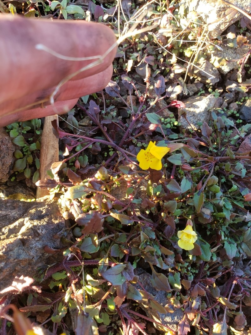 Bare Monkeyflower photo 4