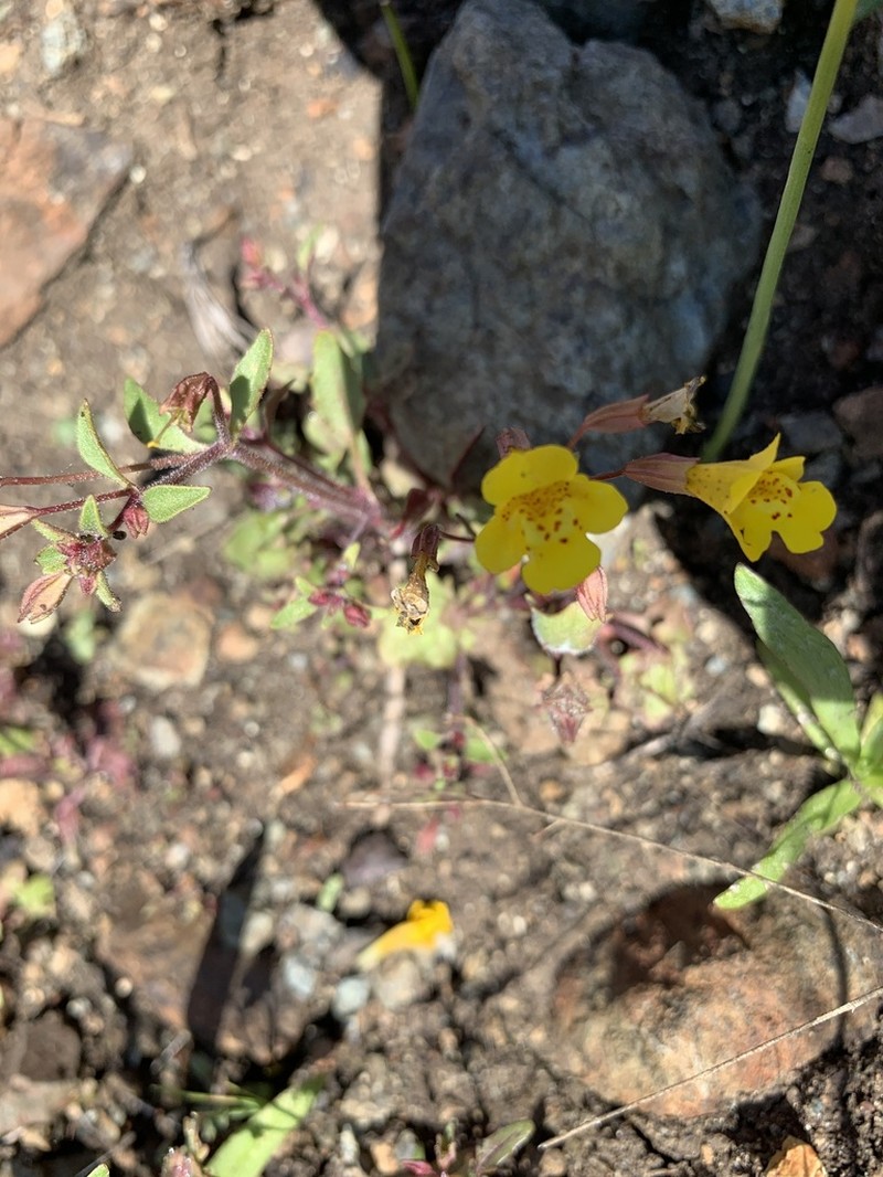 Bare Monkeyflower photo 5