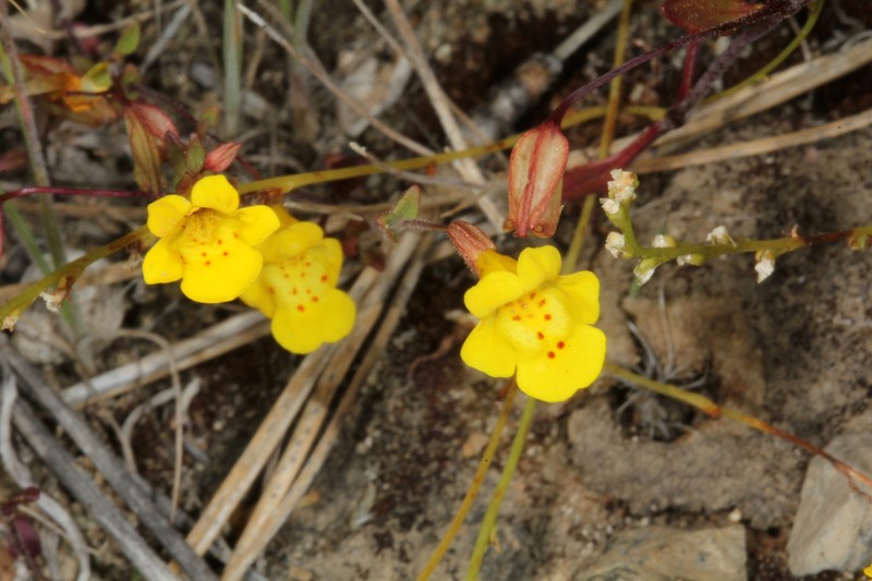 Bare Monkeyflower photo 6