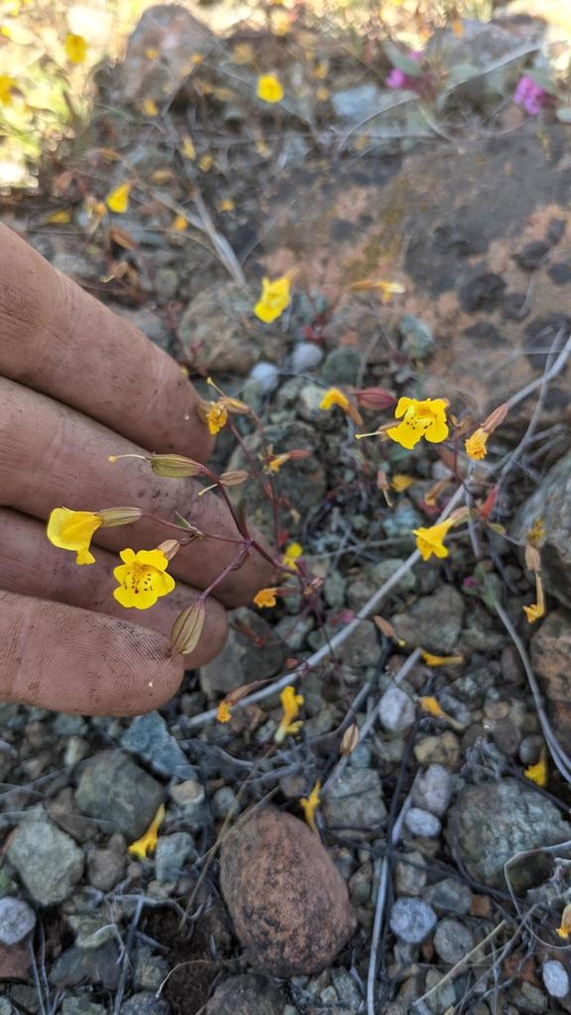 Bare Monkeyflower photo 7