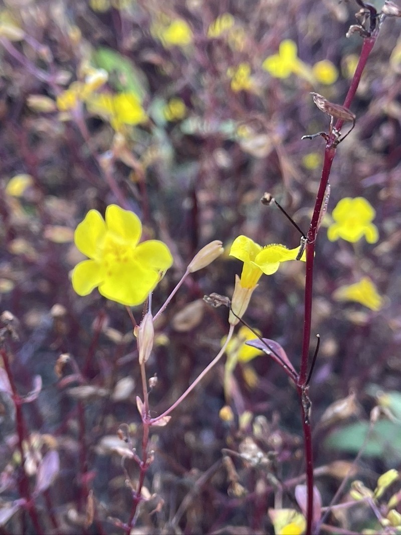 Bare Monkeyflower photo 8