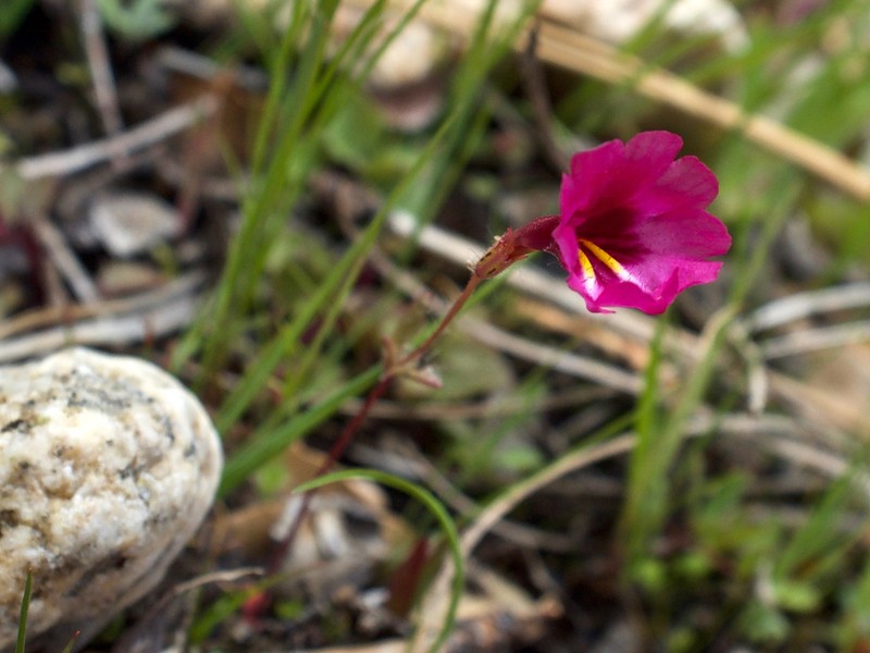Palmer's Monkeyflower