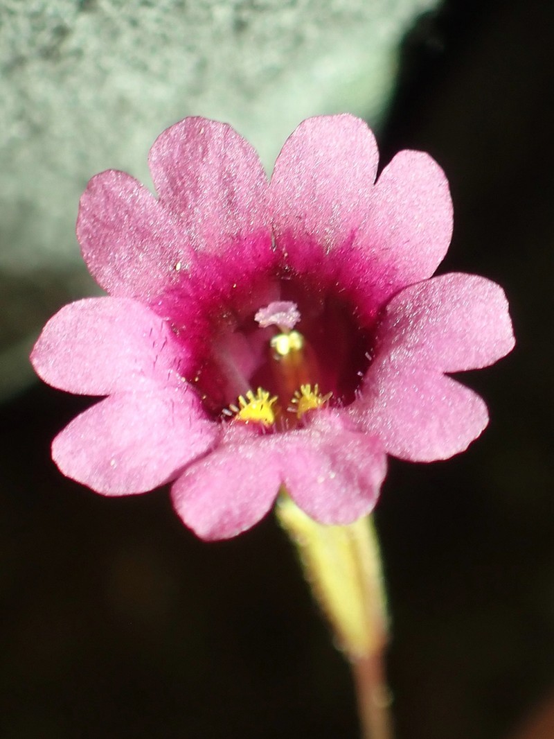 Palmer's Monkeyflower photo 2