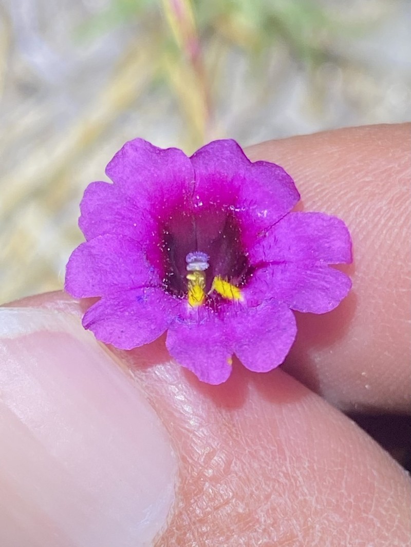 Palmer's Monkeyflower photo 3