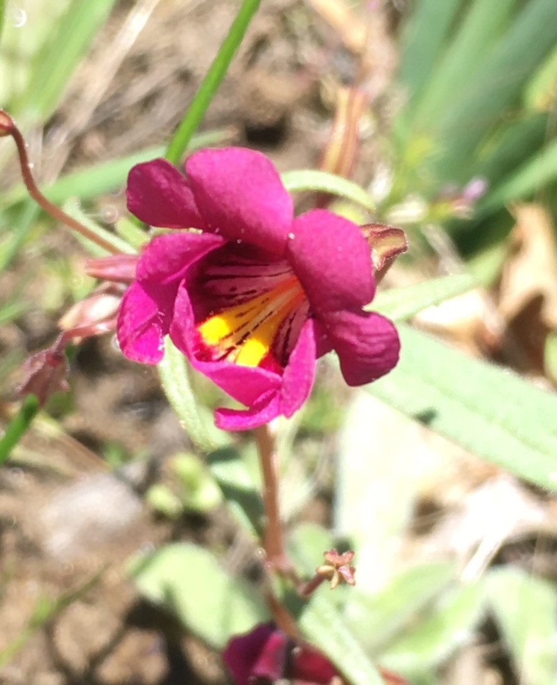 Palmer's Monkeyflower photo 4