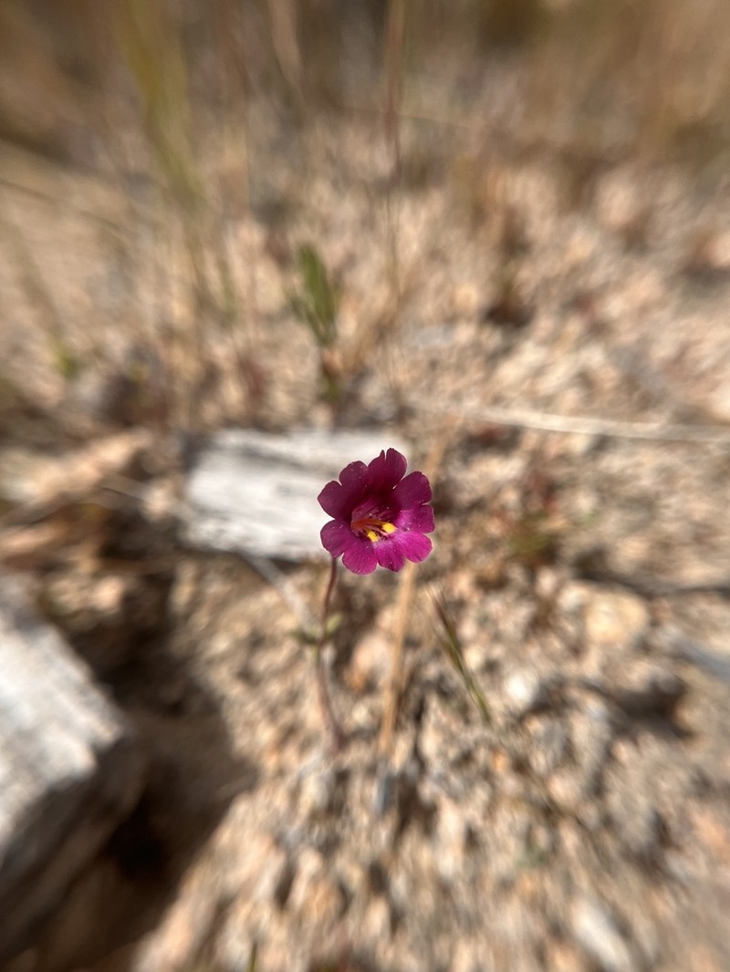 Palmer's Monkeyflower photo 5