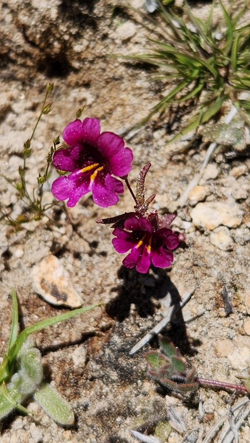 Palmer's Monkeyflower photo 6