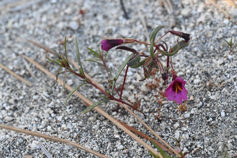 Palmer's Monkeyflower photo 7