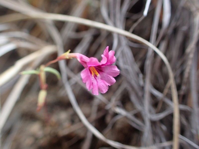 Palmer's Monkeyflower photo 8
