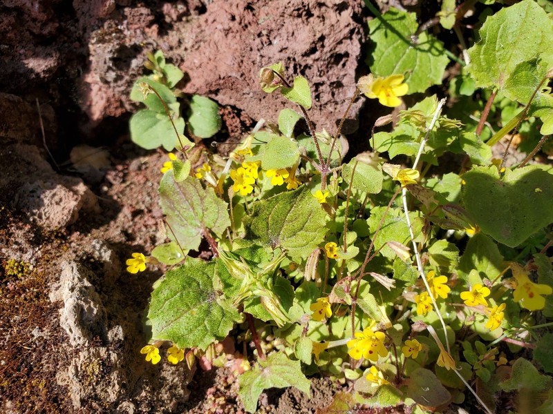 Erythranthe pardalis