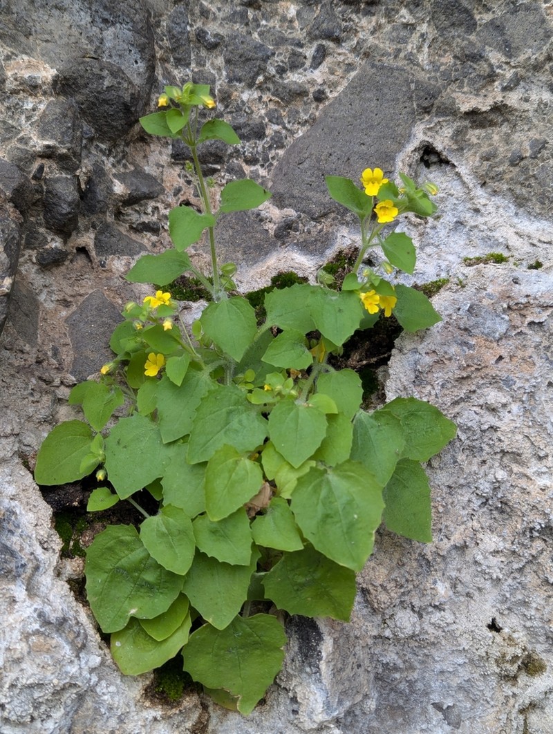 Erythranthe pardalis photo 3