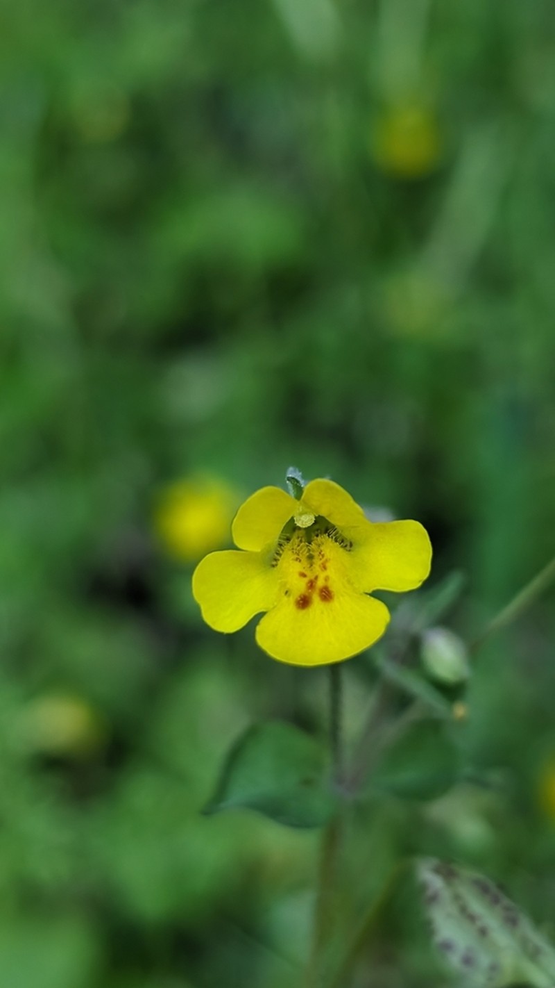 Erythranthe pardalis photo 4