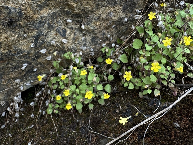 Erythranthe pardalis photo 5