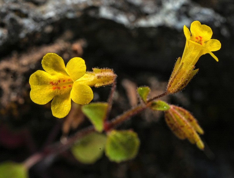 Erythranthe pardalis photo 7