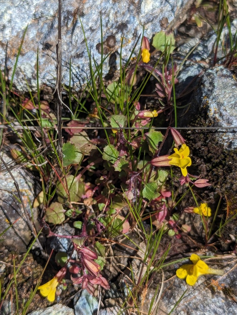 Erythranthe pardalis photo 8