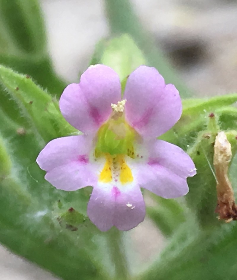 Parish's Monkeyflower