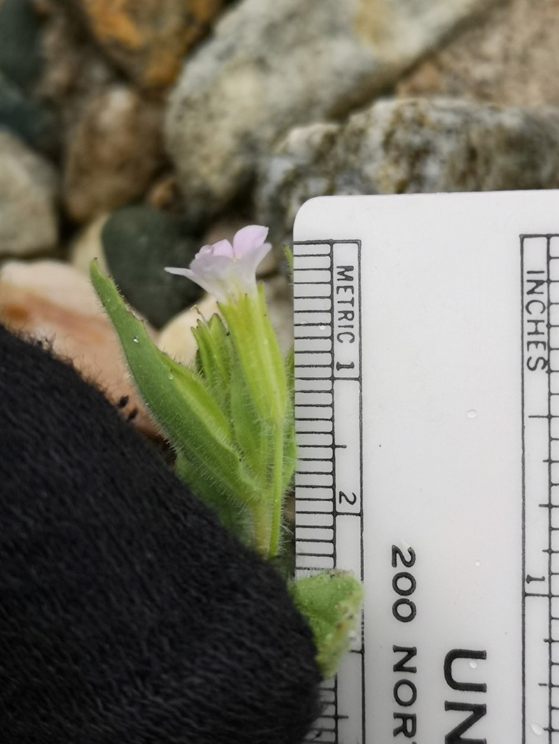 Parish's Monkeyflower photo 2