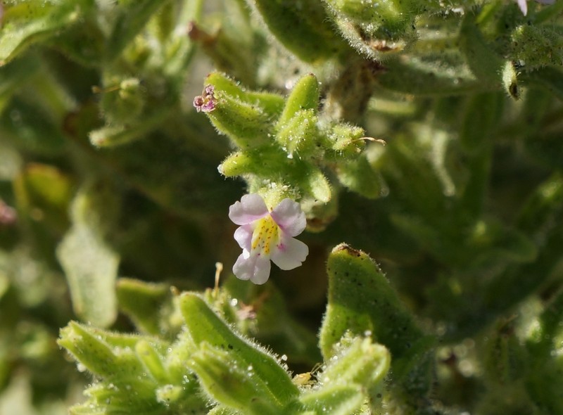 Parish's Monkeyflower photo 3