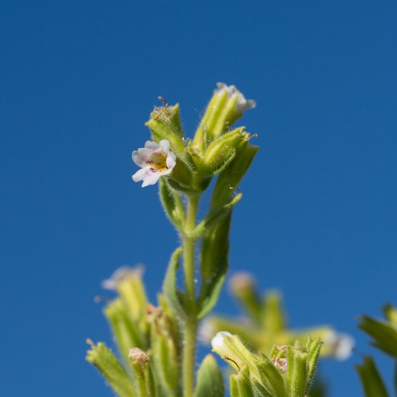 Parish's Monkeyflower photo 4