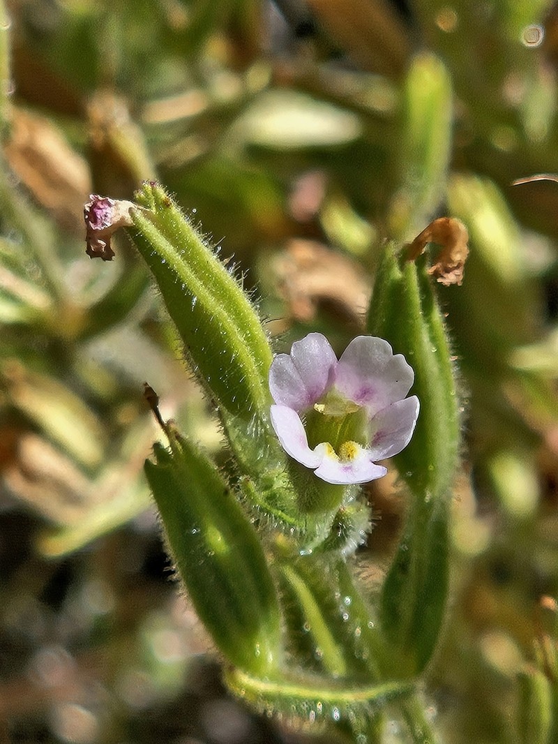 Parish's Monkeyflower photo 5