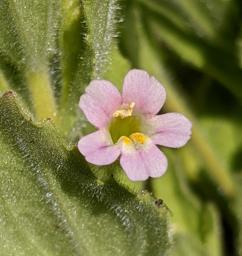 Parish's Monkeyflower photo 6