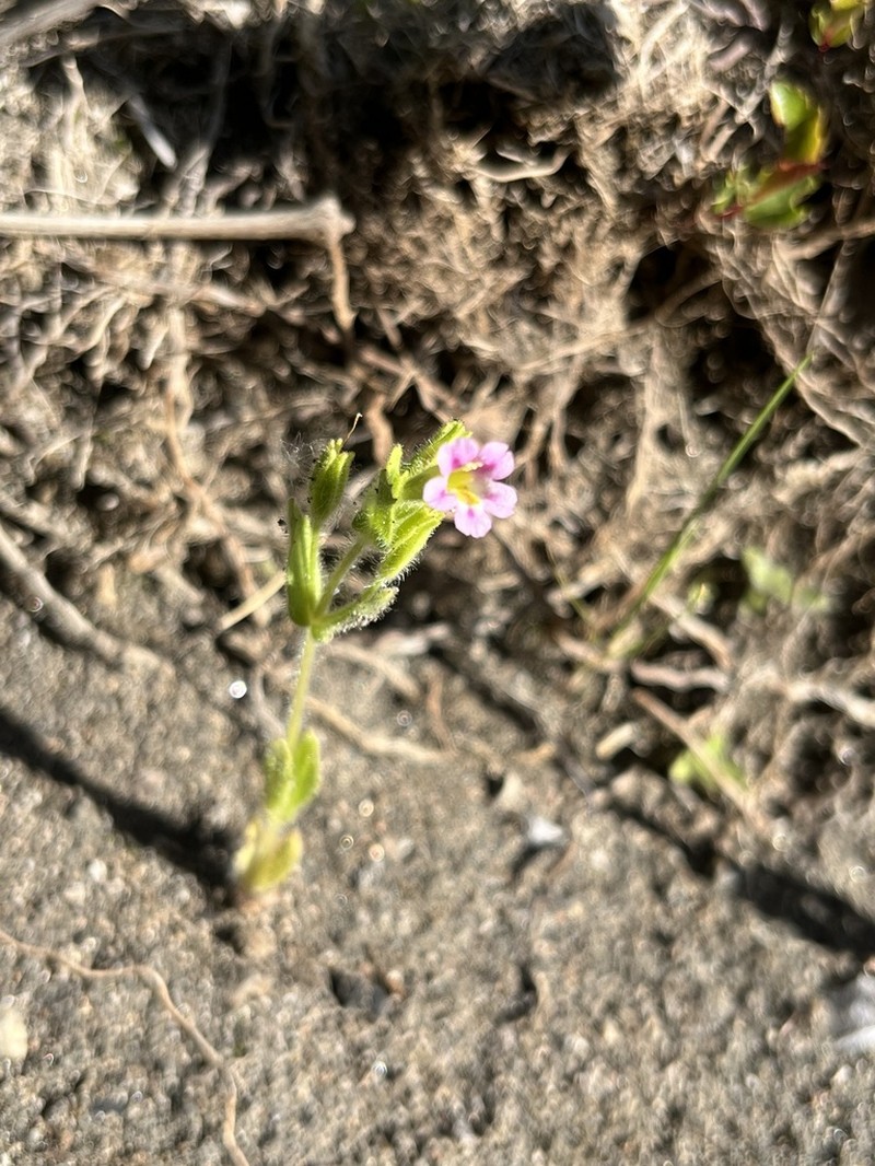 Parish's Monkeyflower photo 7