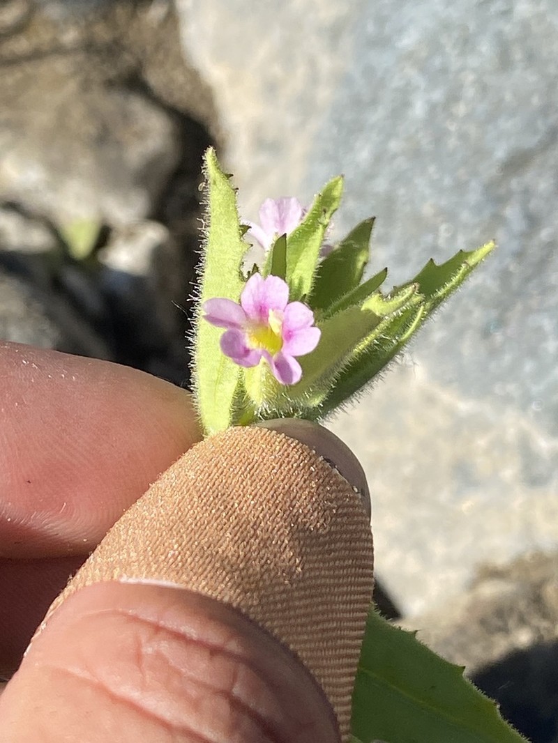 Parish's Monkeyflower photo 8