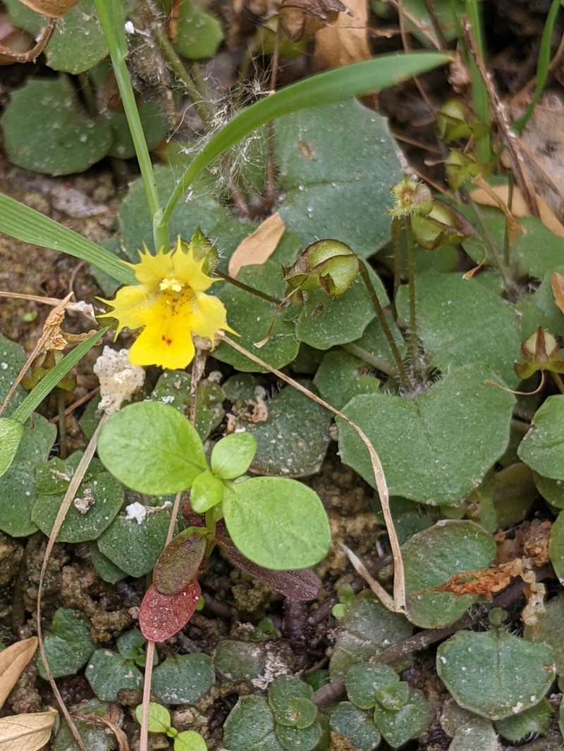 Erythranthe parvula
