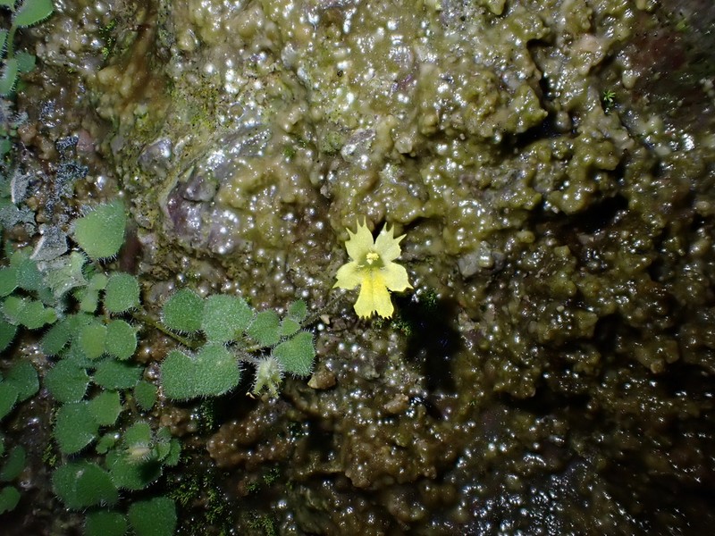 Erythranthe parvula photo 2