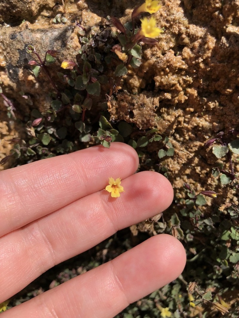 Erythranthe parvula photo 3
