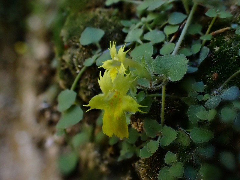 Erythranthe parvula photo 4