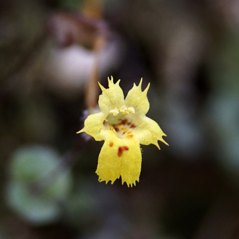 Erythranthe parvula photo 5