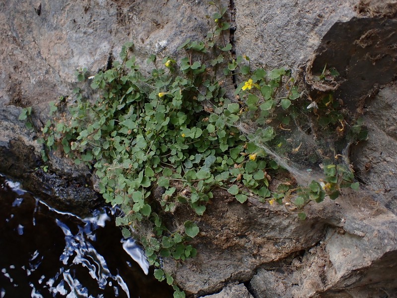 Erythranthe parvula photo 6