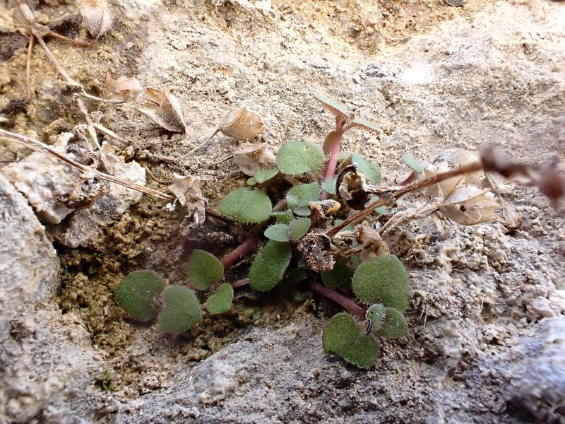 Erythranthe parvula photo 7