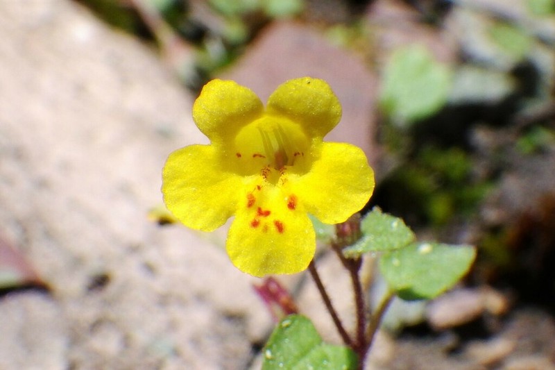 Erythranthe patula