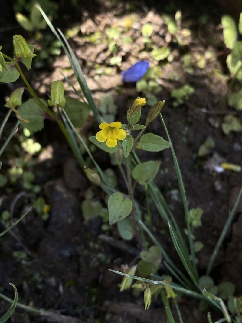 Erythranthe patula photo 2