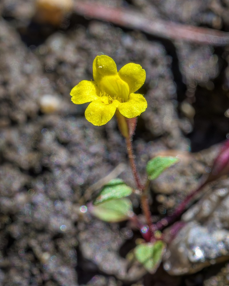 Erythranthe patula photo 3