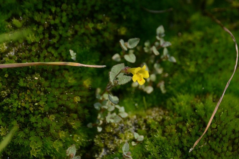 Erythranthe patula photo 4