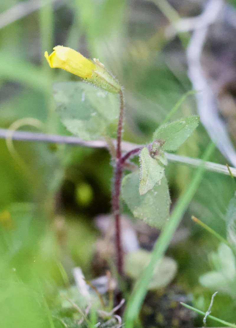 Erythranthe patula photo 5