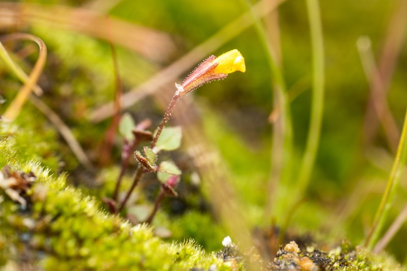 Erythranthe patula photo 7