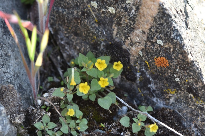 Erythranthe patula photo 8