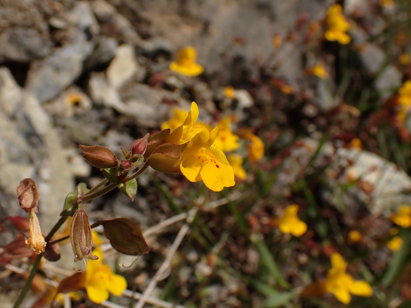 Erythranthe percaulis